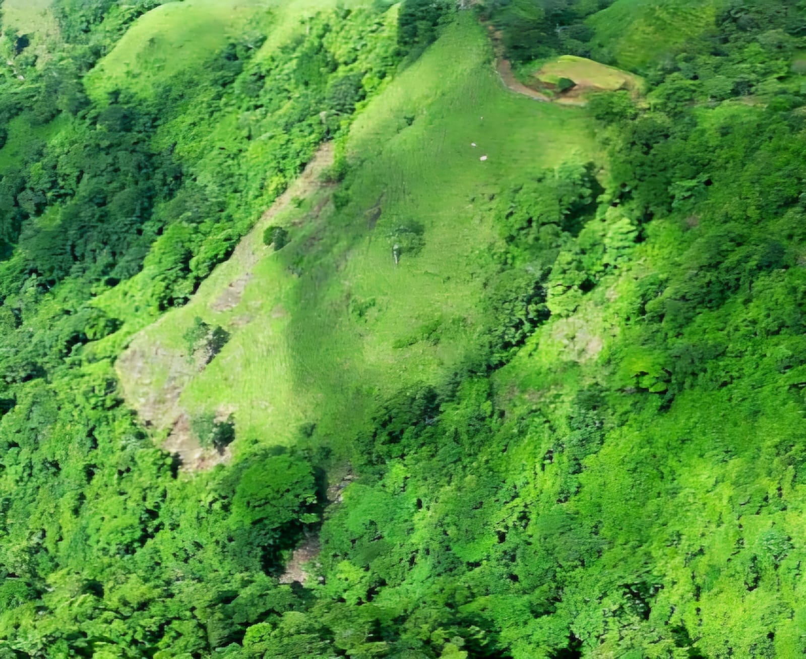 WhatsApp Image Reforestation